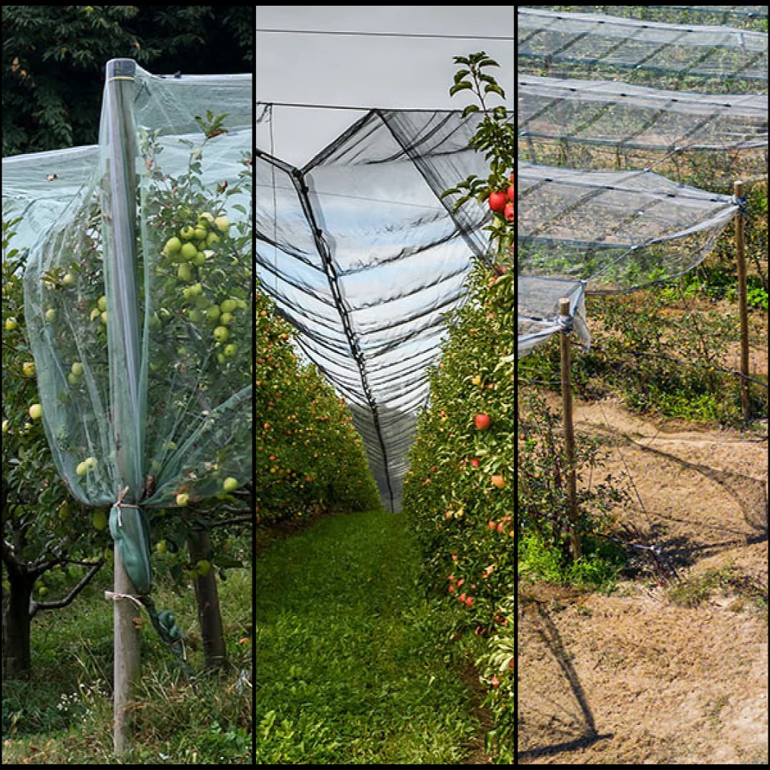 Collage of apple trees in orchards protected by various types of overhead netting systems.