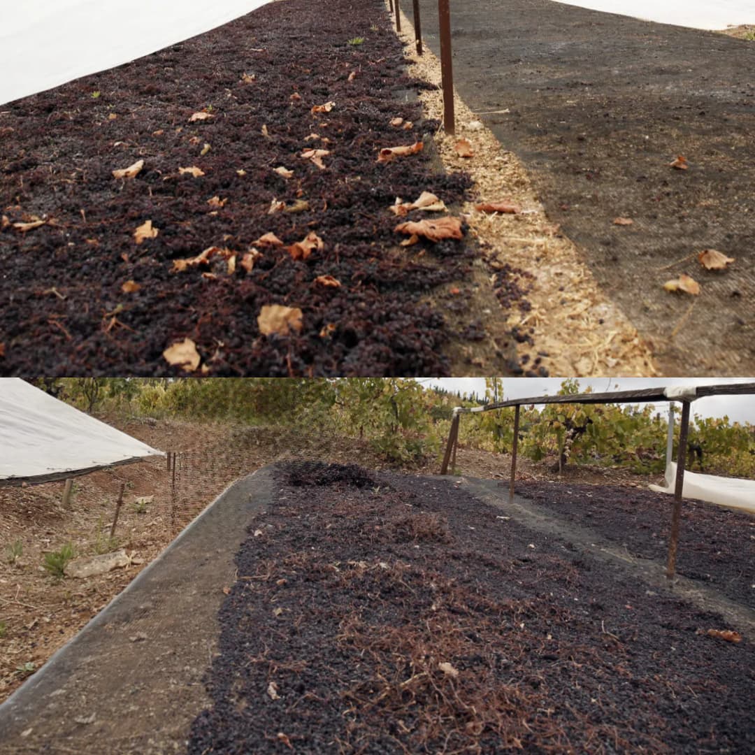 Dark grapes drying on black mesh mats in a vineyard under a white tarp.