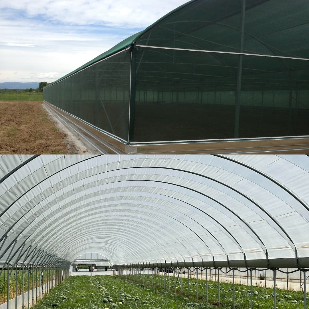 Exterior and interior views of a large arched greenhouse structure protecting crops in a field.