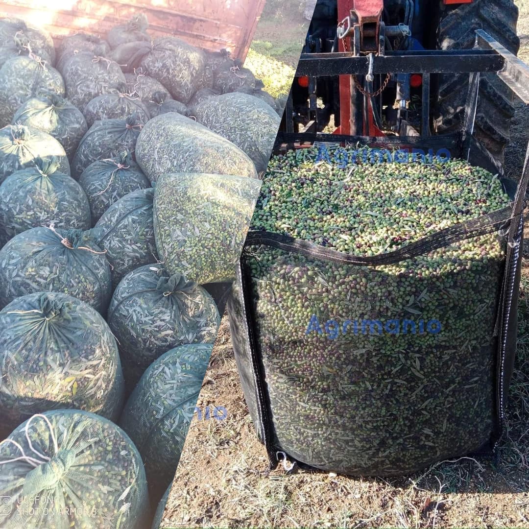 Harvested olives in small mesh bags and a large bulk bag attached to a tractor.