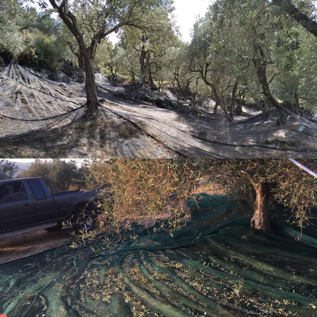 Olive grove with harvesting nets spread on the ground and a truck parked nearby.
