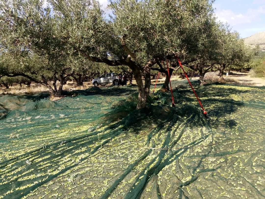 Harvested olives on green nets spread beneath trees in a sunny grove with red tools.