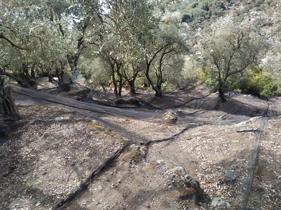 Black harvesting nets spread across the ground beneath olive trees in a hillside grove.