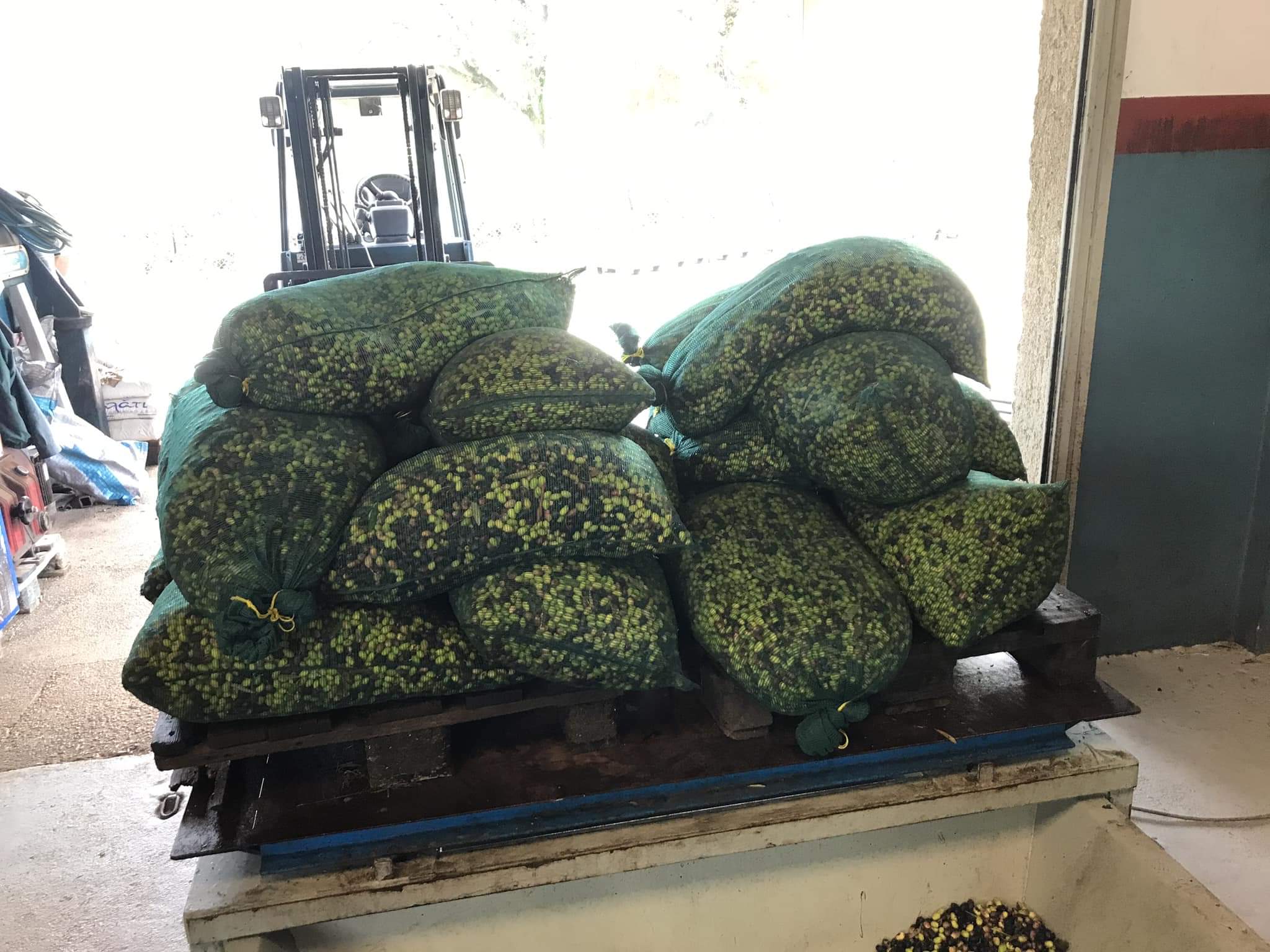 Large green mesh bags filled with olives stacked on a wooden pallet inside a warehouse.