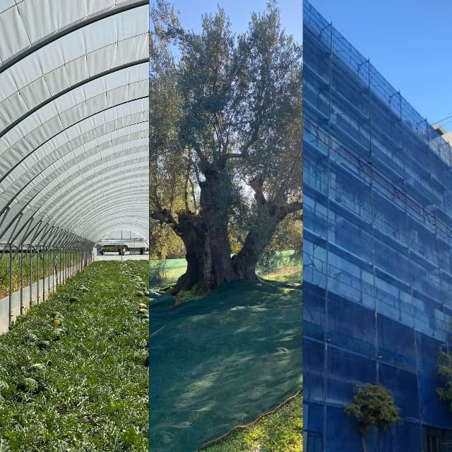 Greenhouse crops, an old olive tree with nets, and a building under blue netting.